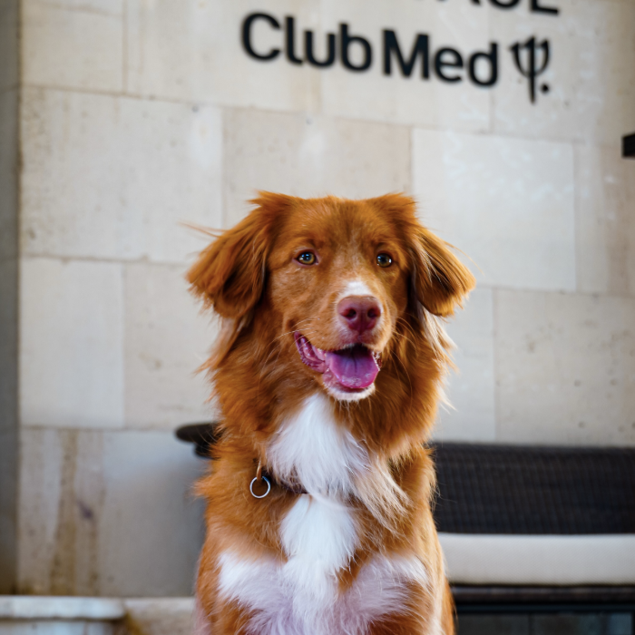 Vacances avec son chien : Club Med étend son offre dog-friendly à trois destinations