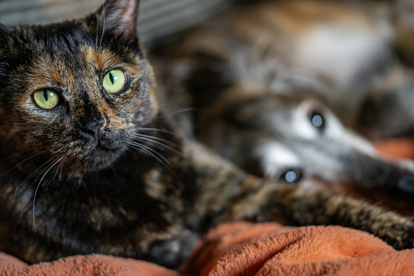 A close up of a cat laying on a blanket