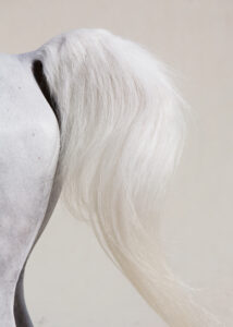 Horses_of_QATAR-2