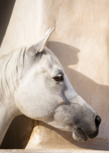 Horses_of_QATAR-3