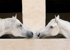 Horses_of_QATAR-4
