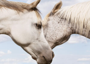 Horses_of_QATAR-5