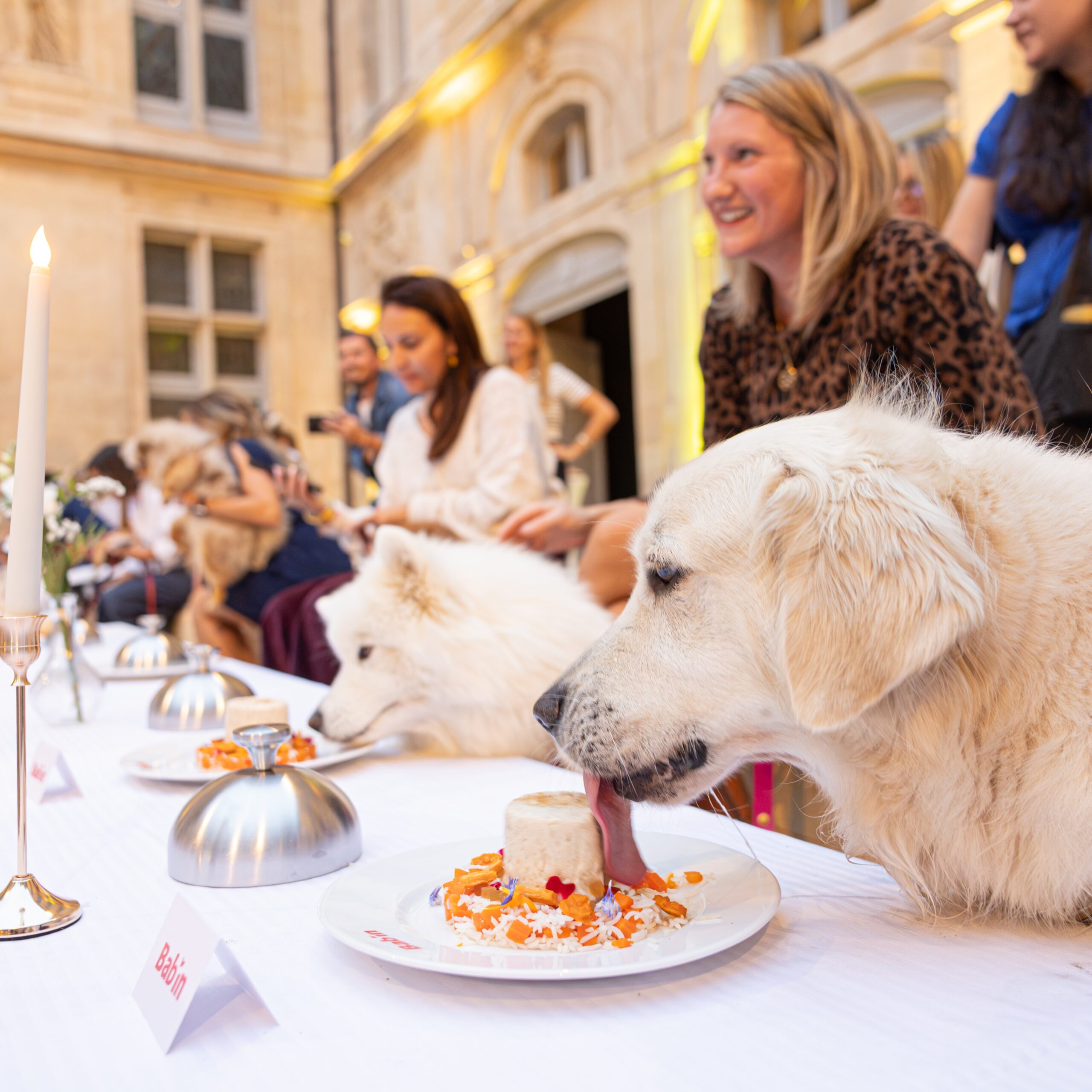 Quand le chien passe à table: la gastronomie canine s&rsquo;invite à Paris.
