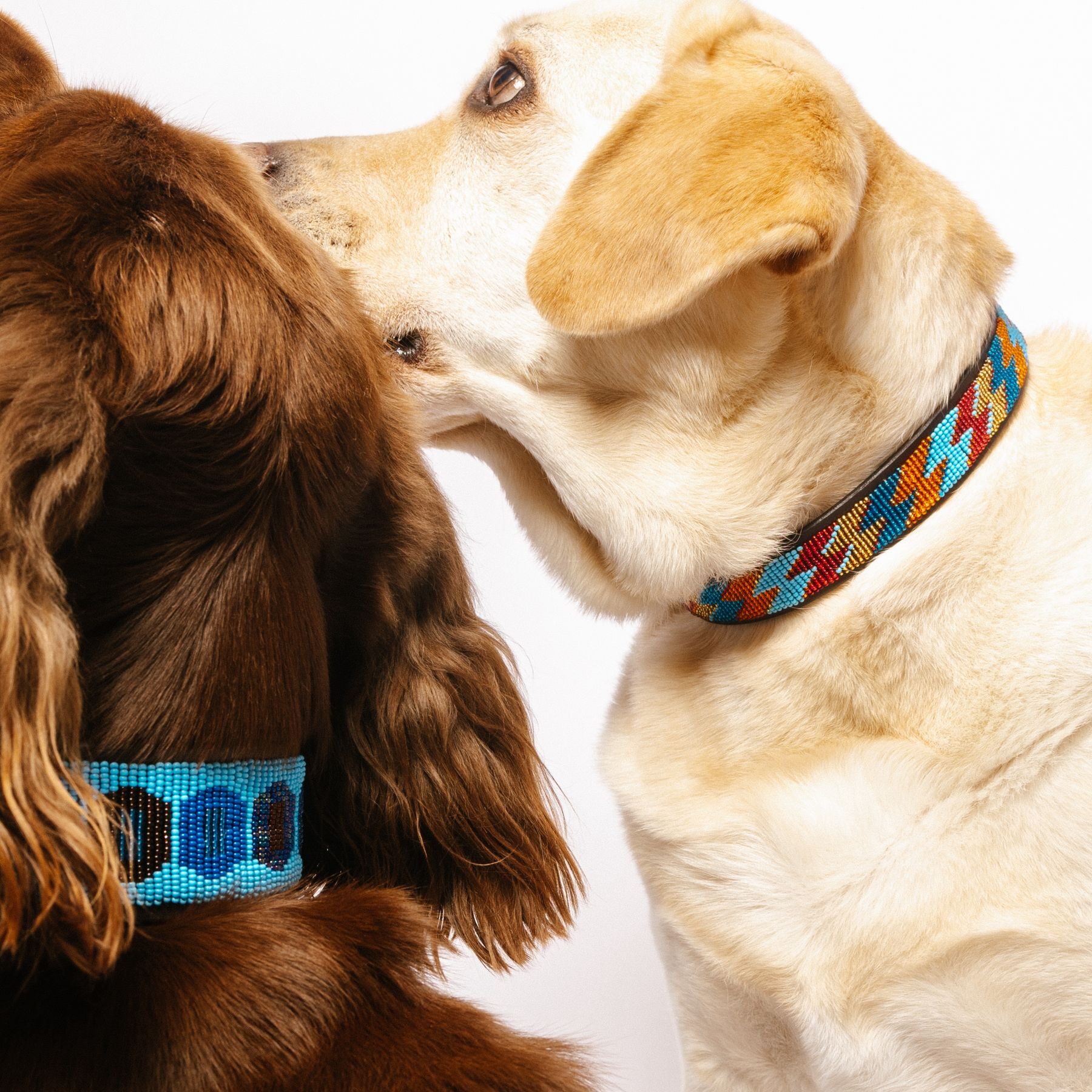 Automne-hiver : les nouvelles collections qui habillent nos chiens