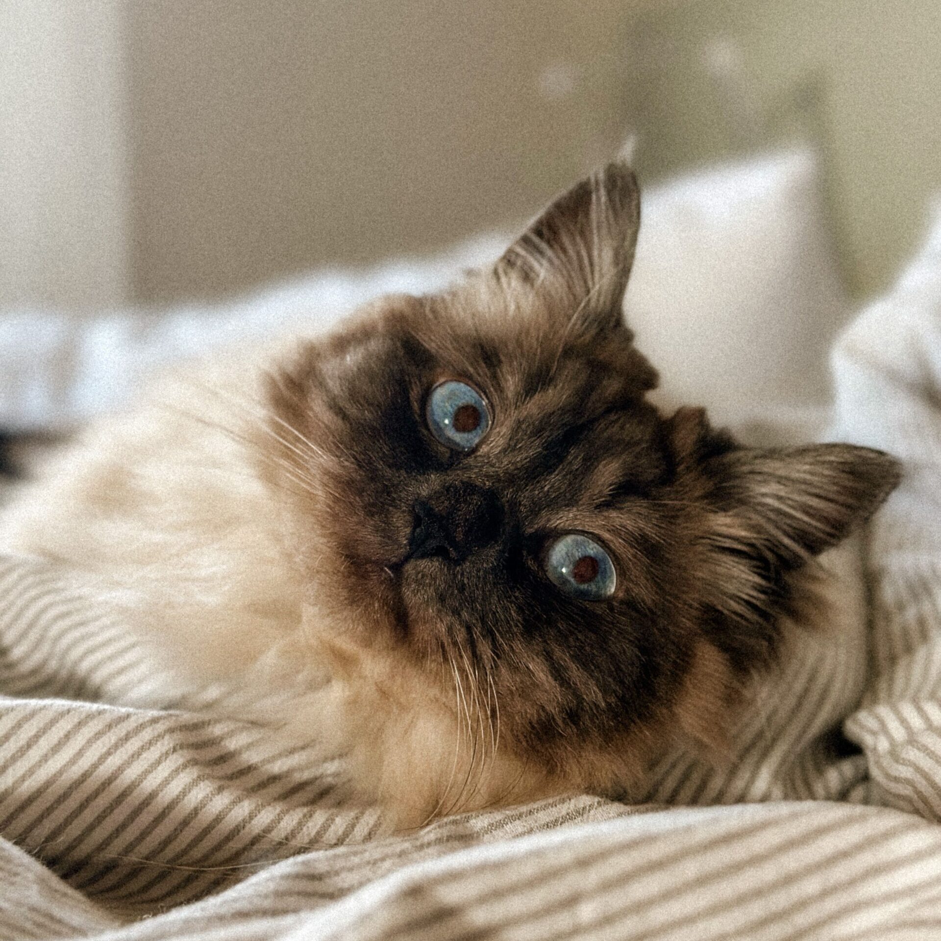 CHAT: Et si nous avions tout faux sur son indépendance