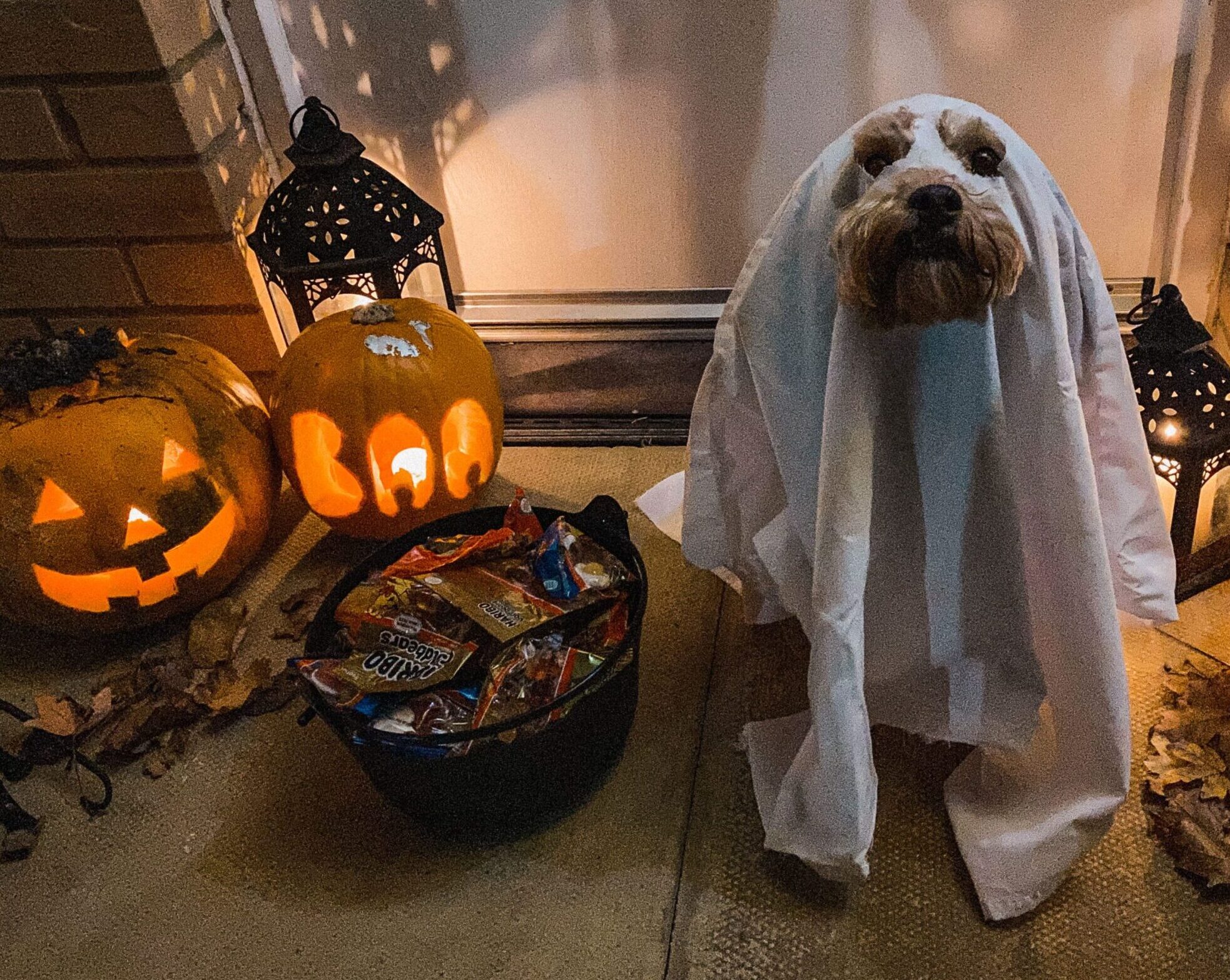 Les poilus aussi se déguisent pour Halloween !